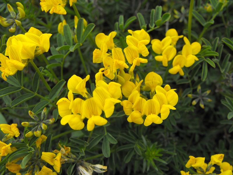 Leguminosa da determinare -Hippocrepis comosa