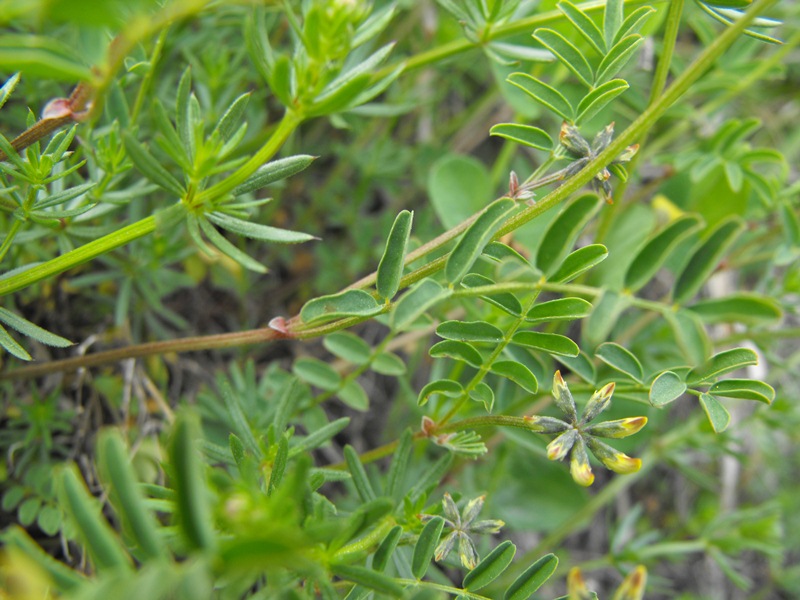 Leguminosa da determinare -Hippocrepis comosa