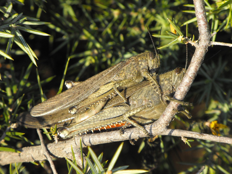 Anacridium aegyptium coppia