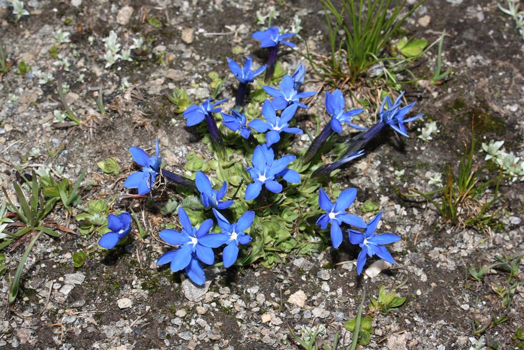 Gentiana brachyphylla