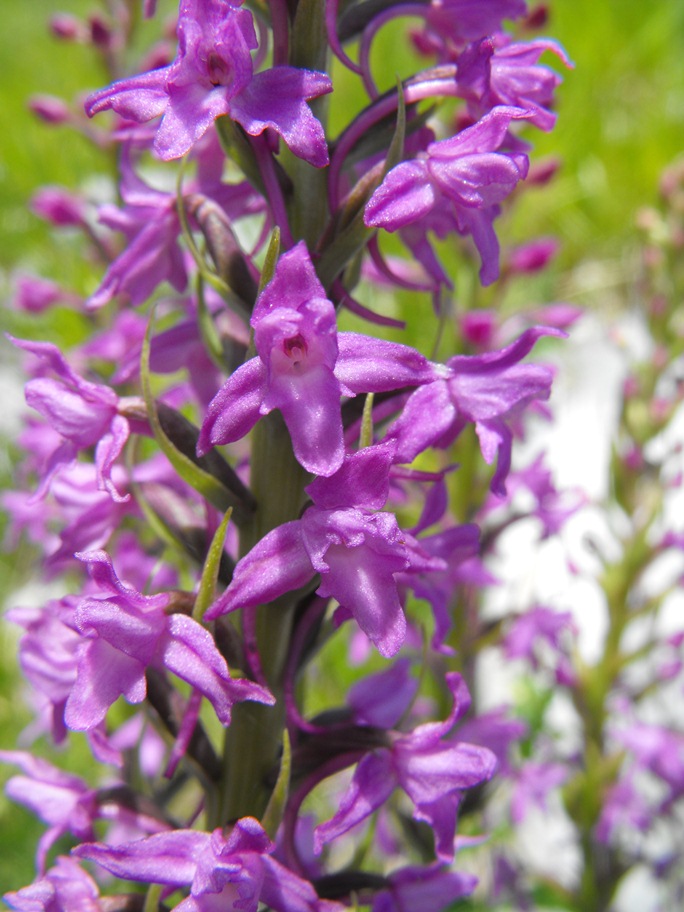 Gymnadenia conopsea strana