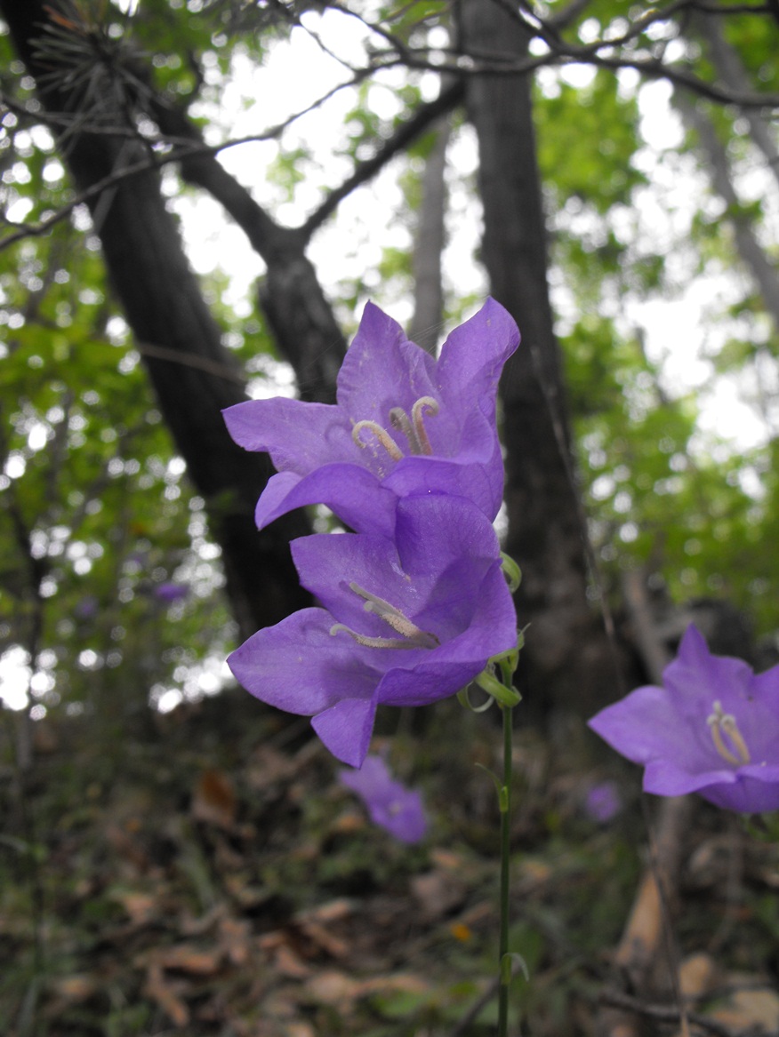 Campanula persicifolia / Campanula a foglie di pesco