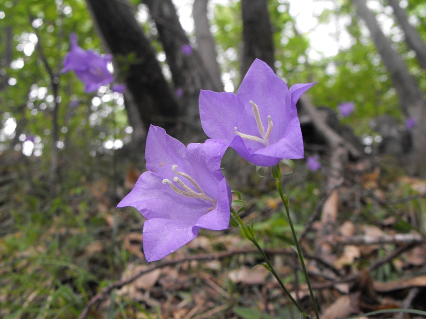 Campanula persicifolia / Campanula a foglie di pesco