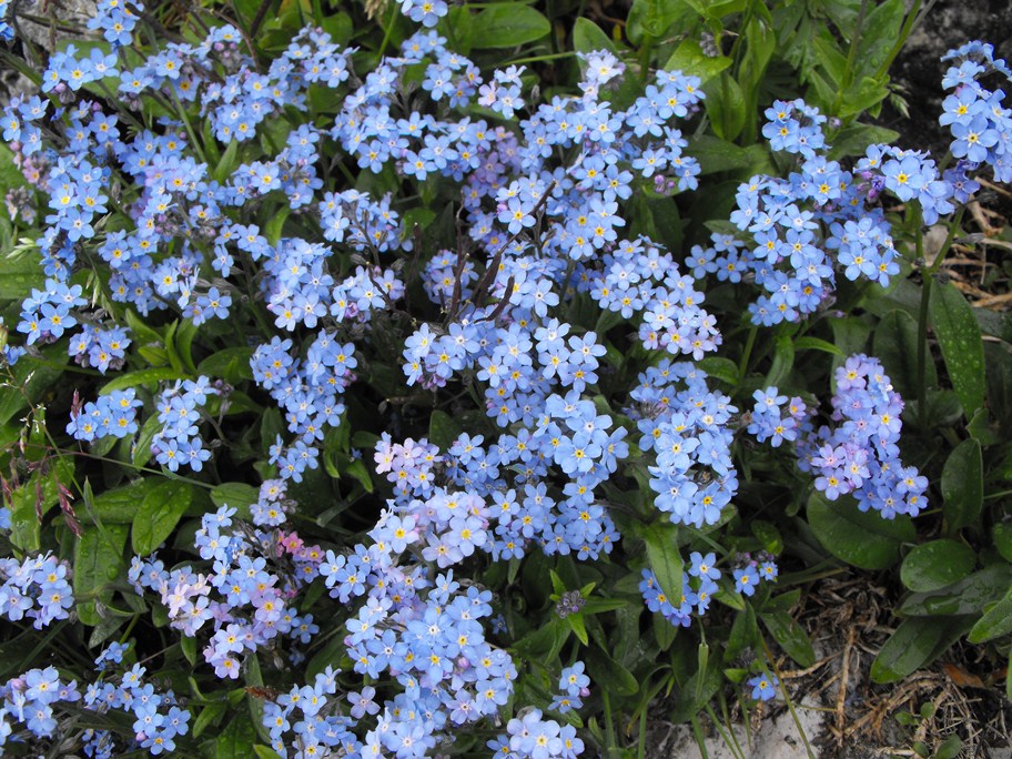 Myosotis da determinare