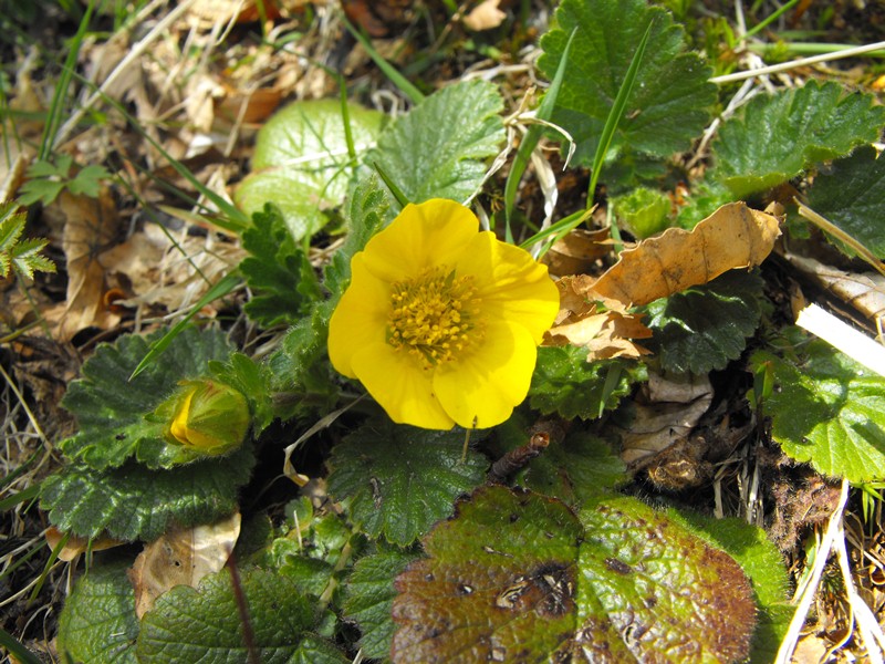 Geum montanum