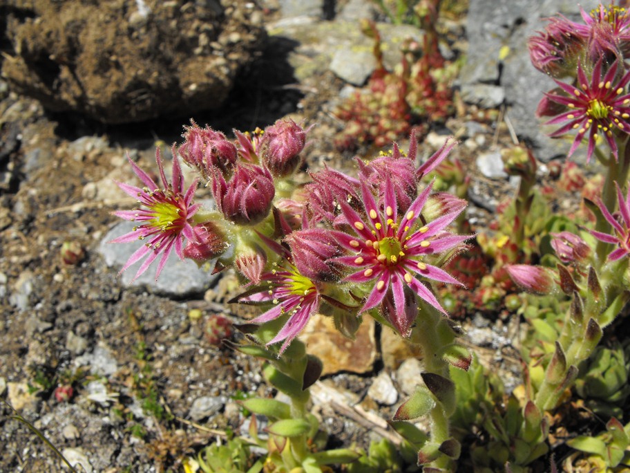 Sempervivum da determinare - cfr. Sempervivum montanum