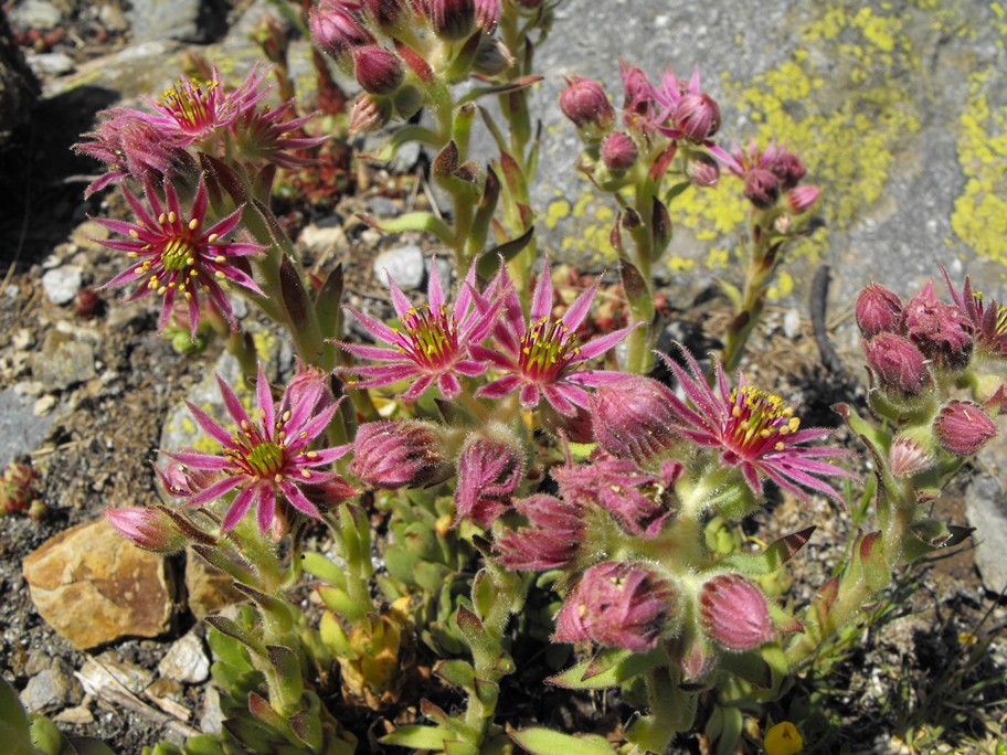 Sempervivum da determinare - cfr. Sempervivum montanum
