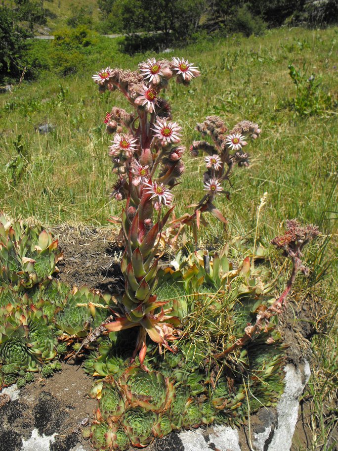 Sempervivum da determinare - cfr. Sempervivum tectorum