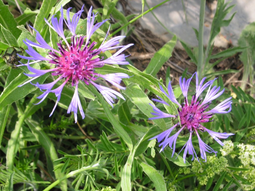 Centaurea da determinare: Cyanus triumfetti
