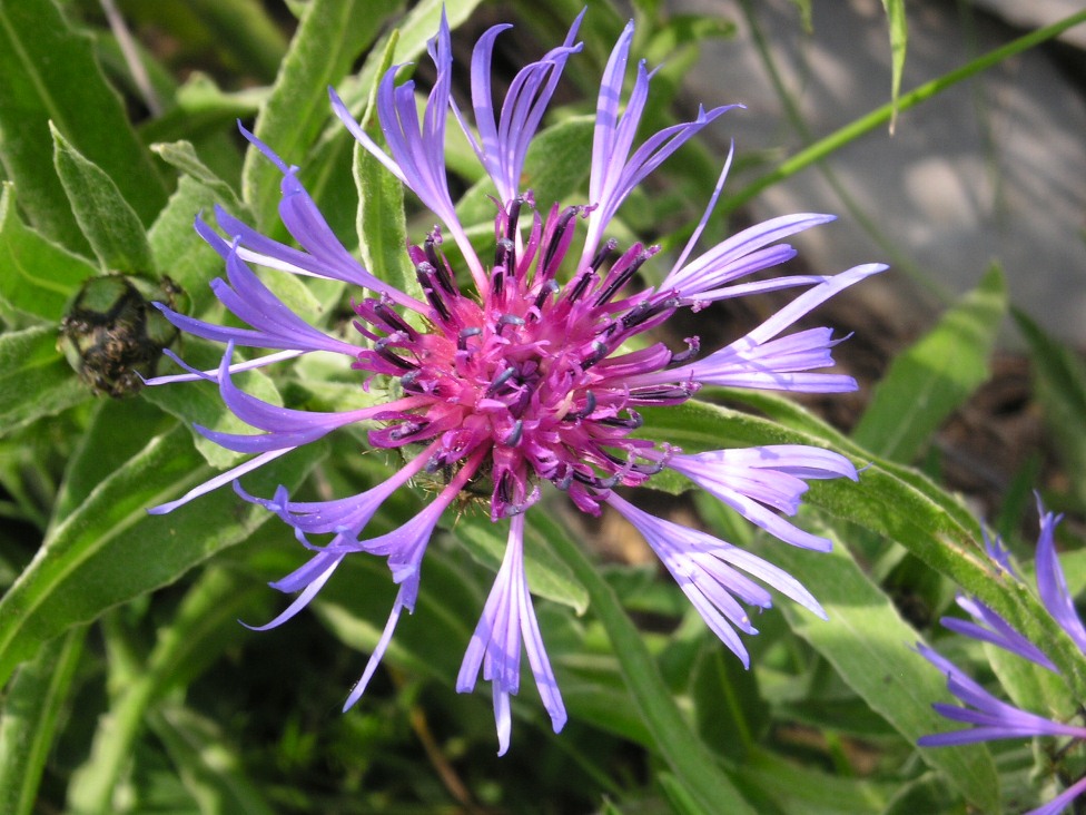Centaurea da determinare: Cyanus triumfetti