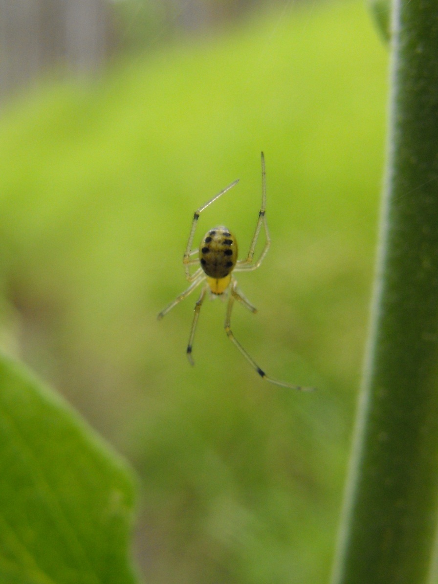 Enoplognatha sp.