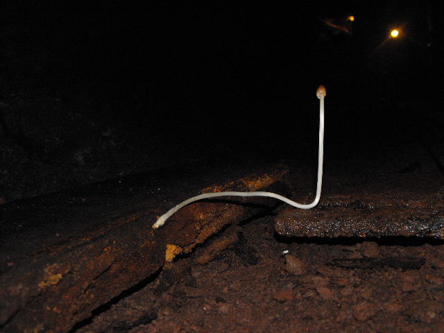 Miniera di Gambatesa 39