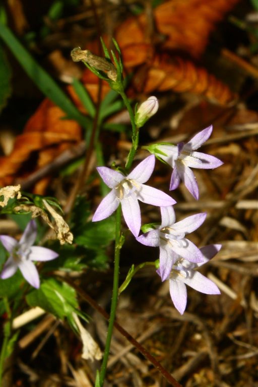 Campanula da determinare - Campanula cfr. rapunculus