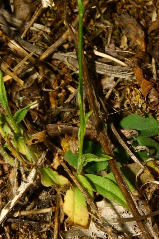 Campanula da determinare - Campanula cfr. rapunculus