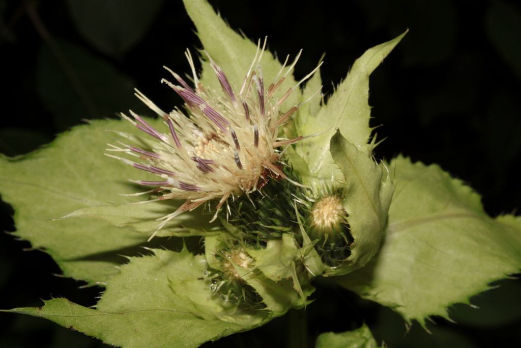 Cirsium oleraceum / Cardo giallastro