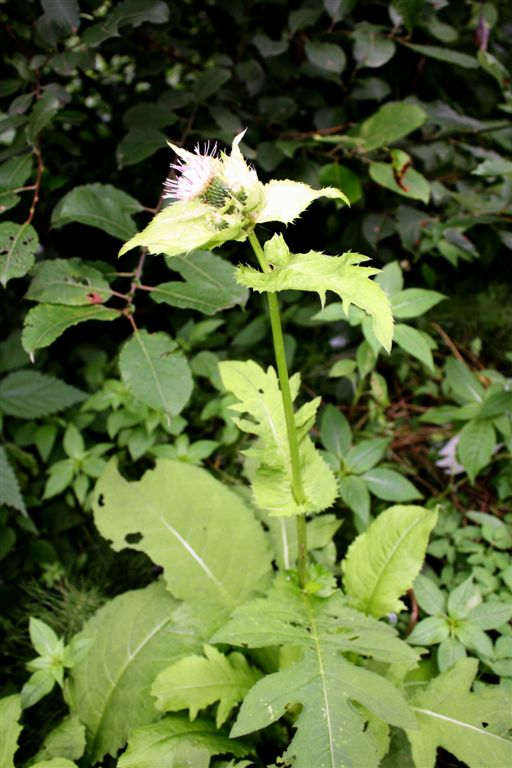 Cirsium oleraceum / Cardo giallastro