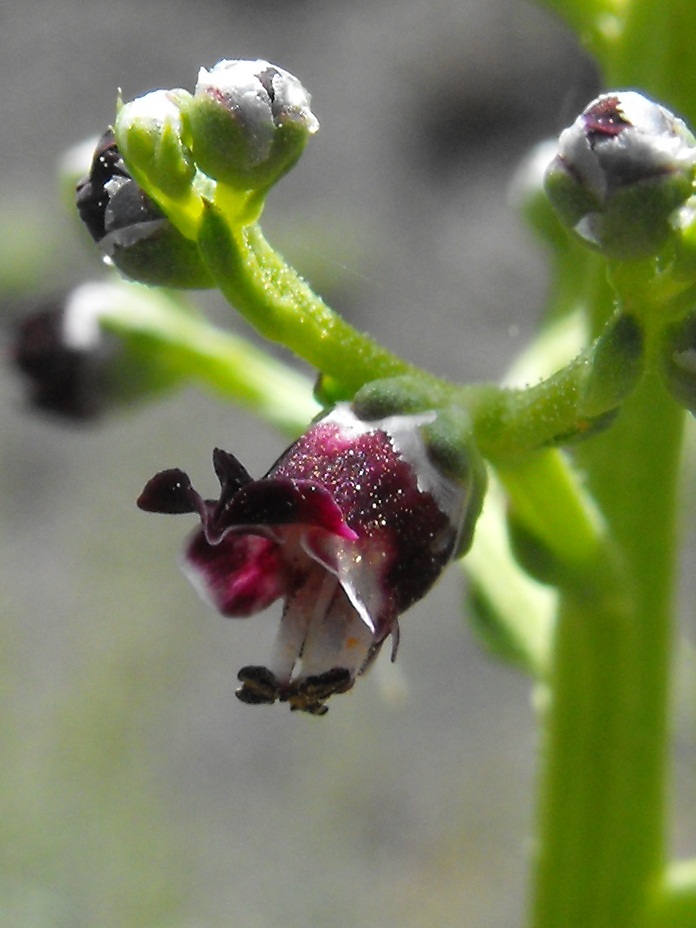 Scrophularia canina
