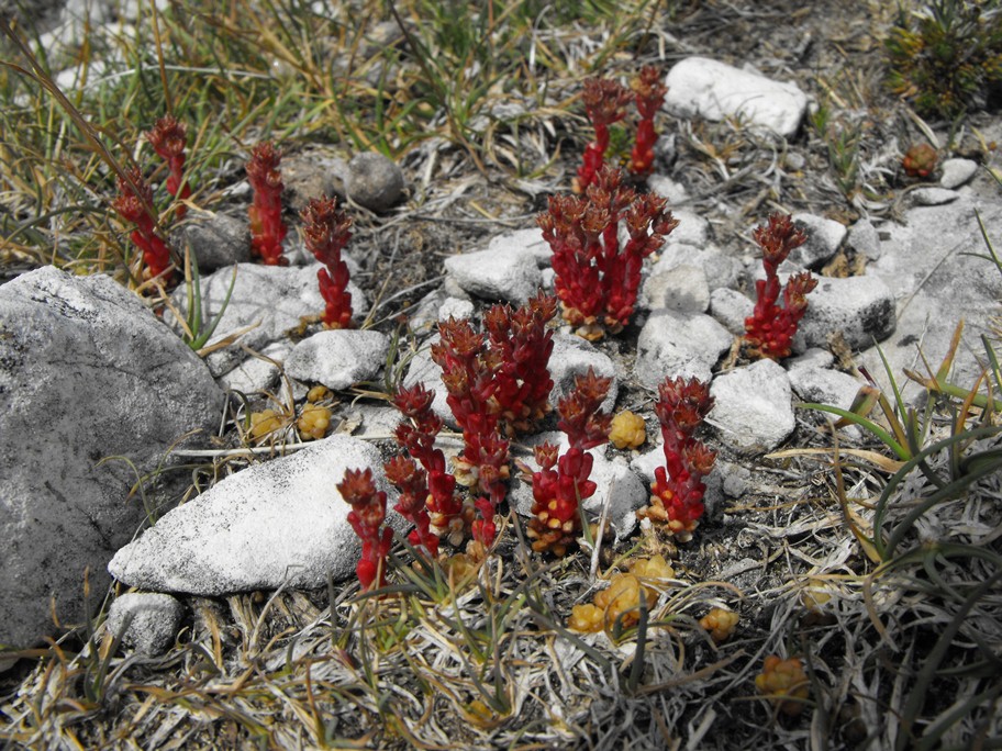 Alpi Apuane:  Sedum atratum