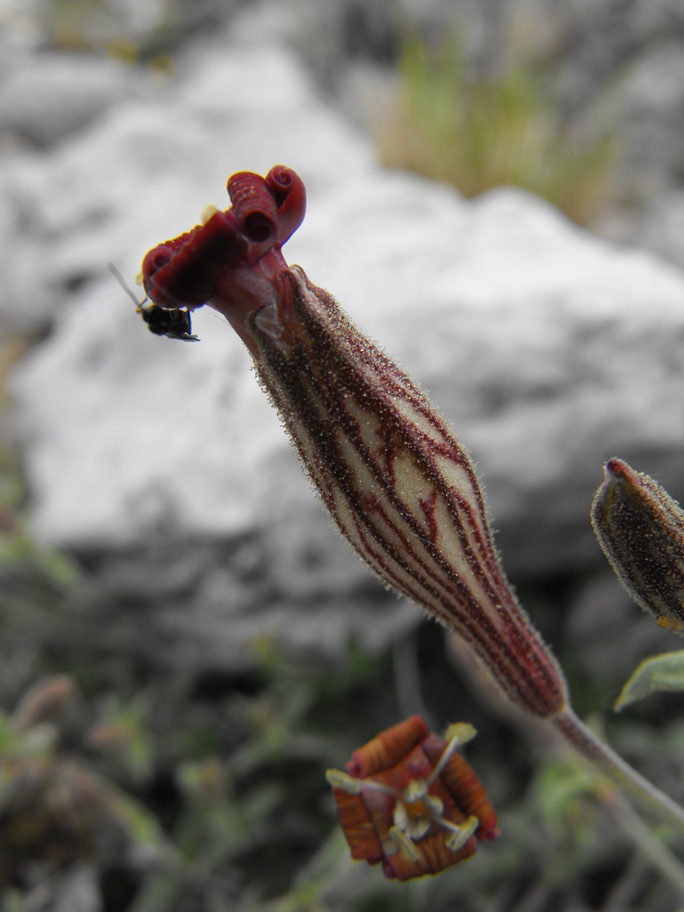 Silene pichiana / Silene delle Apuane