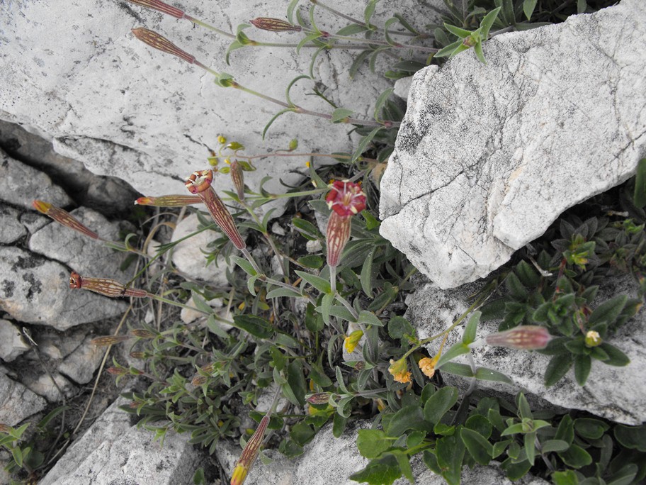 Silene pichiana / Silene delle Apuane