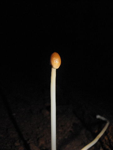 Miniera di Gambatesa 39