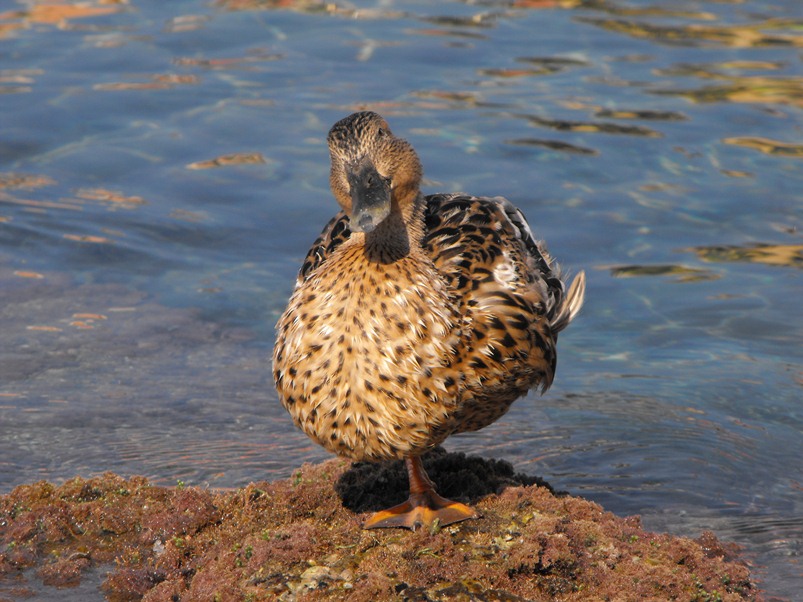 Femmina di germano reale?