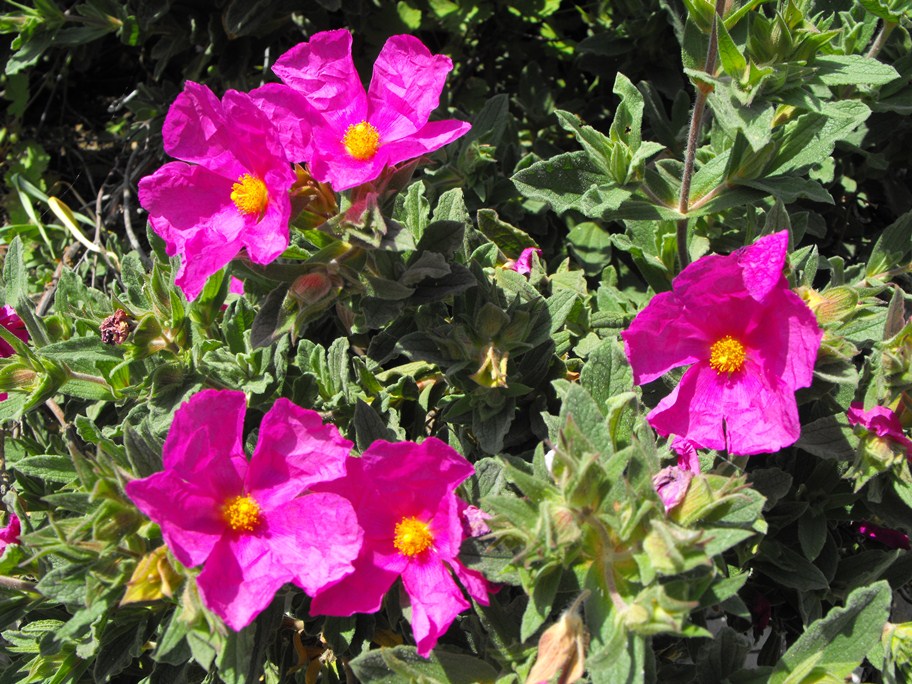 Cistus x pulverulentus Pourr.