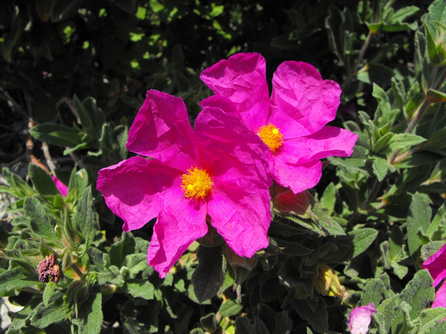 Cistus x pulverulentus Pourr.