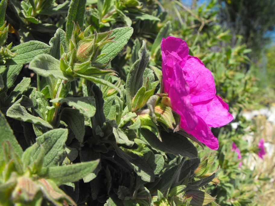 Cistus x pulverulentus Pourr.