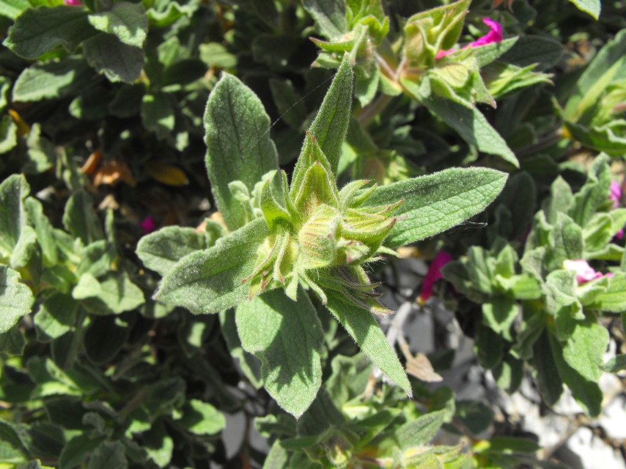 Cistus x pulverulentus Pourr.