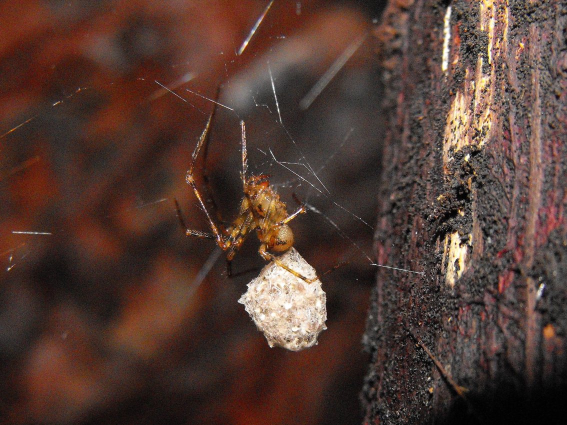 Nesticus sp.