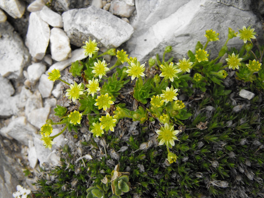 Saxifraga sedoides / Sassifraga setolosa