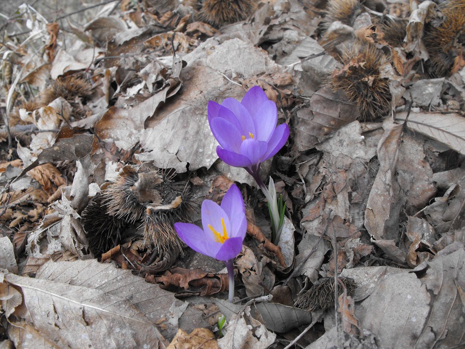 Crocus vernus  / Zafferano alpino