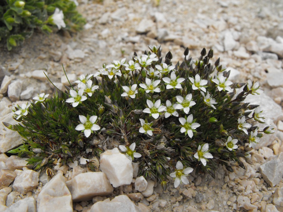 Sabulina verna (= Minuartia verna) / Minuartia primaverile