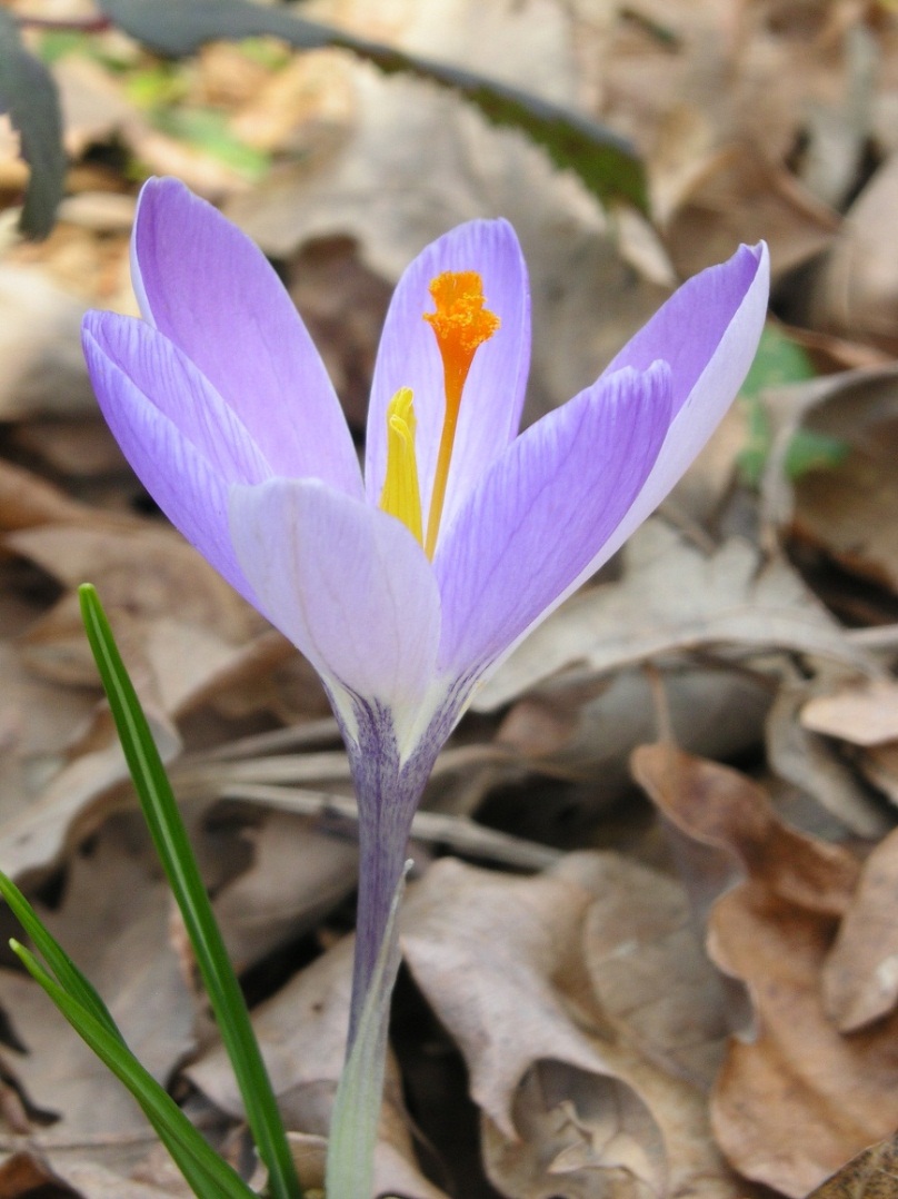 Crocus neglectus / Zafferano negletto