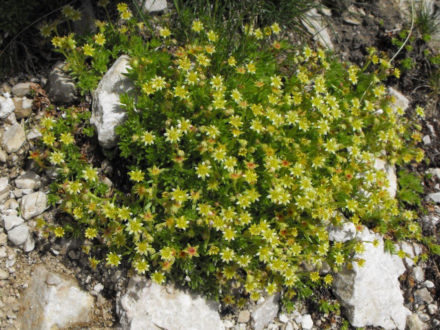Saxifraga sedoides / Sassifraga setolosa