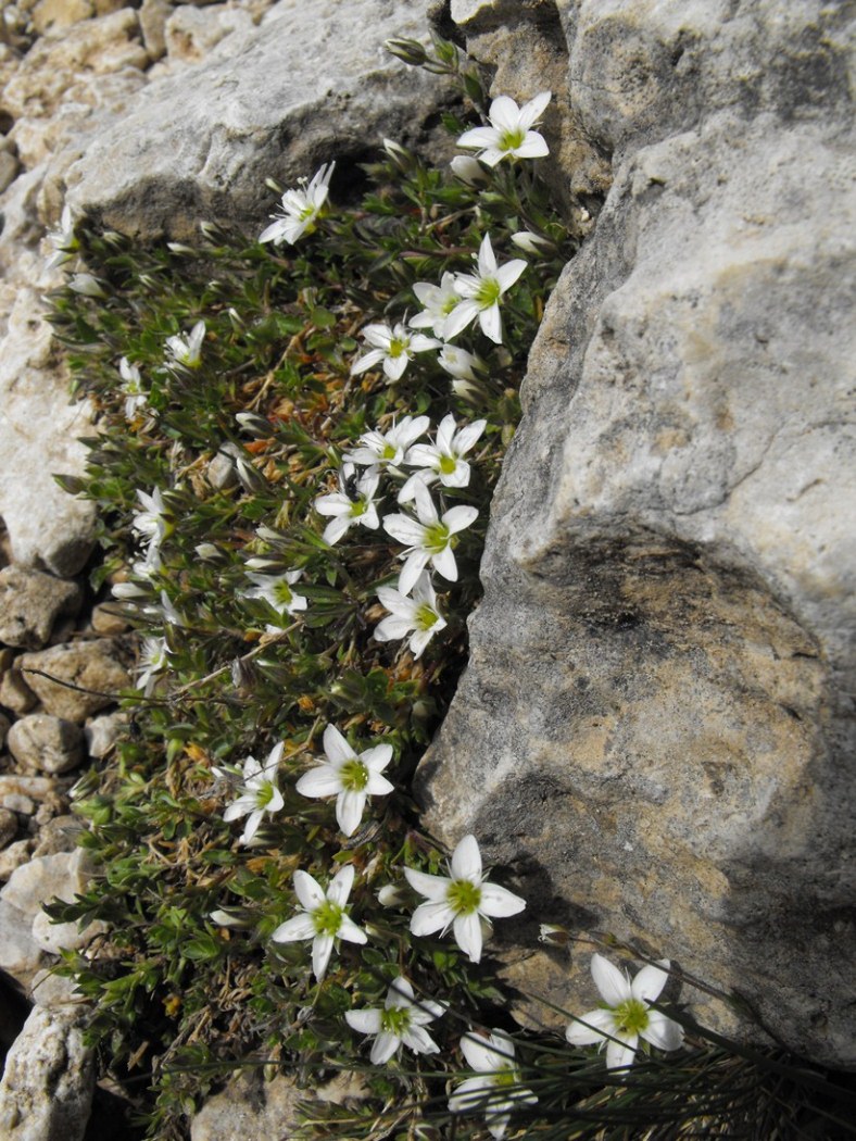 Arenaria Arenaria / Arenaria cigliata