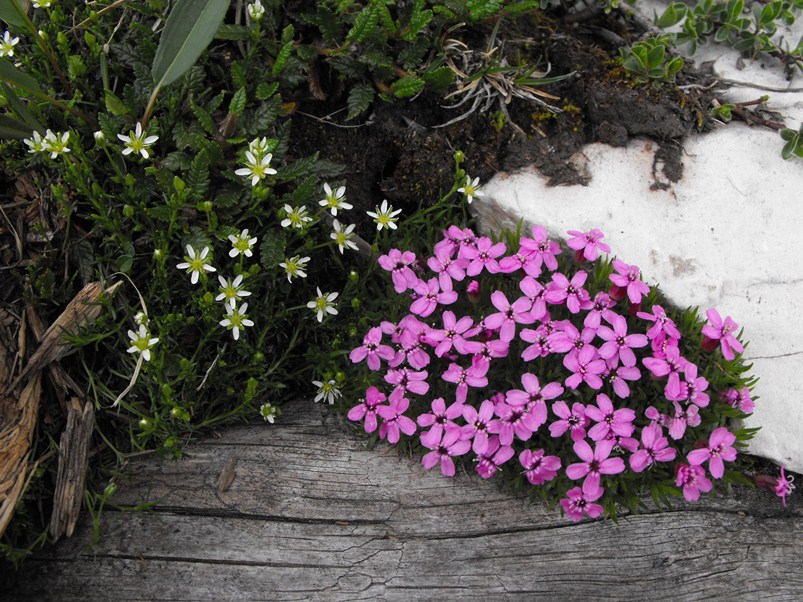 Silene acaulis e Moehringia ciliata