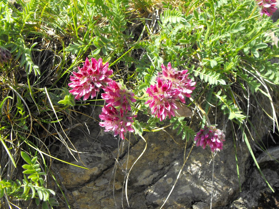 Anthyllis montana L. subsp. montana