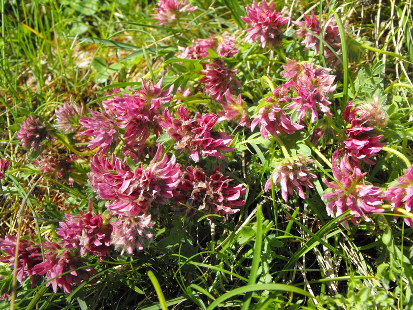 Anthyllis montana L. subsp. montana