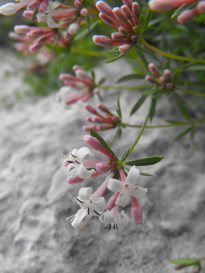 Asperula hexaphylla / Stellina delle Alpi Marittime