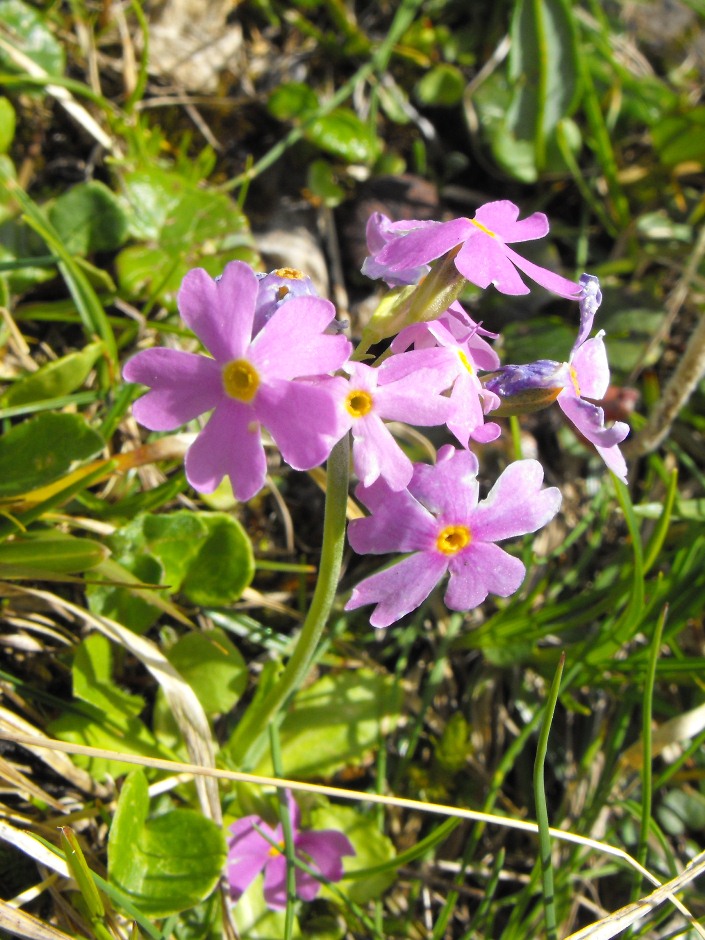 Primula farinosa L.