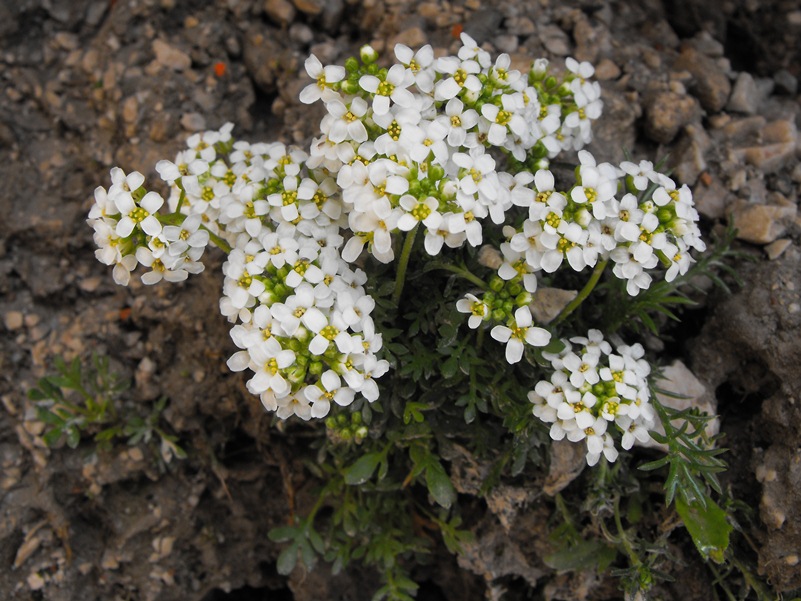 Hornungia alpina