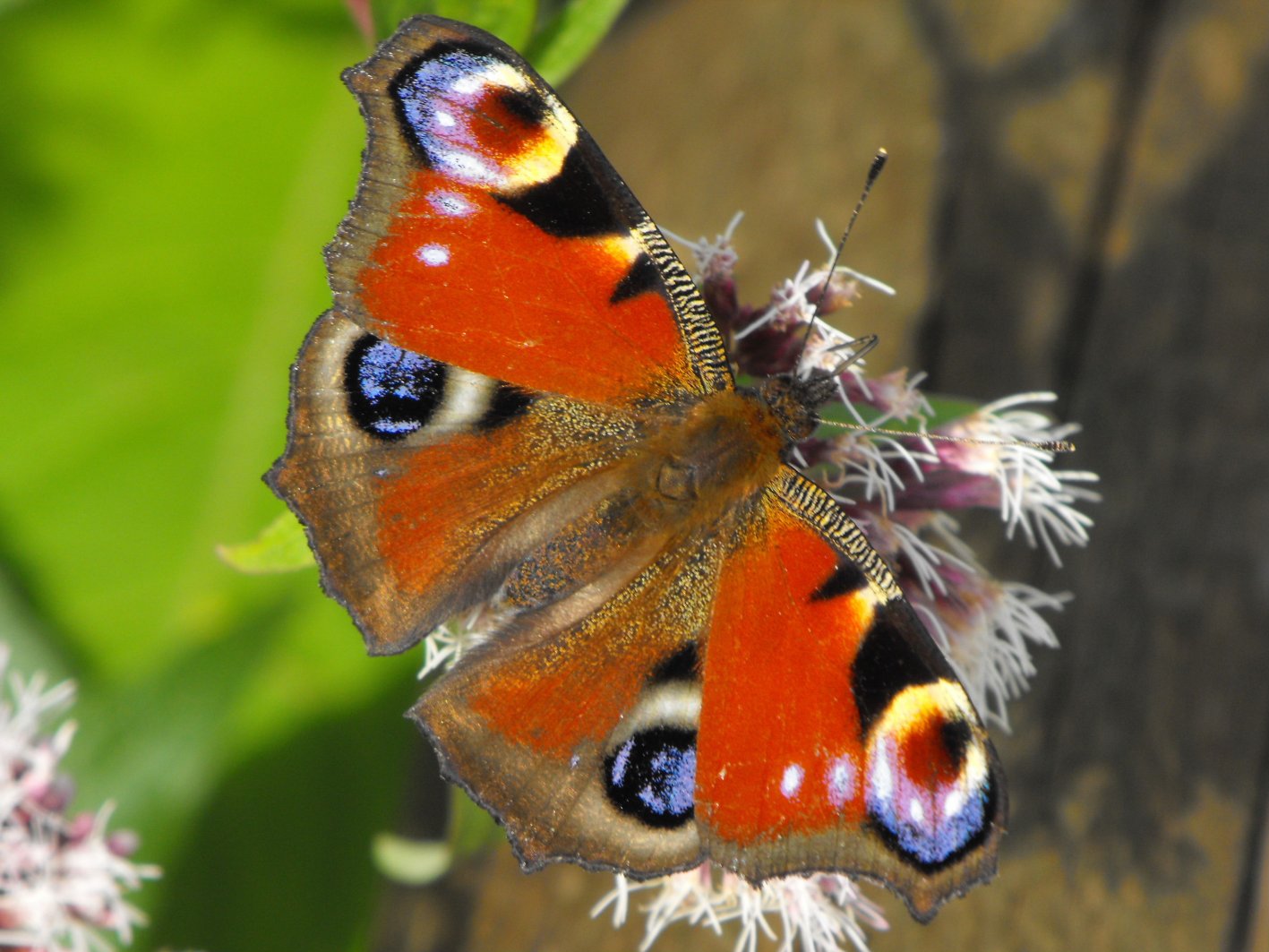 Aglais io? - S !