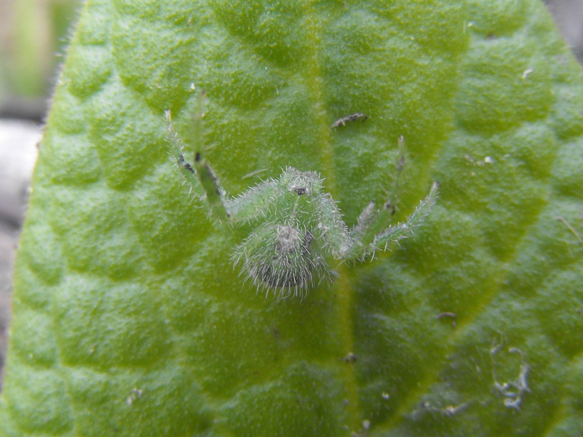 Heriaeus sp.