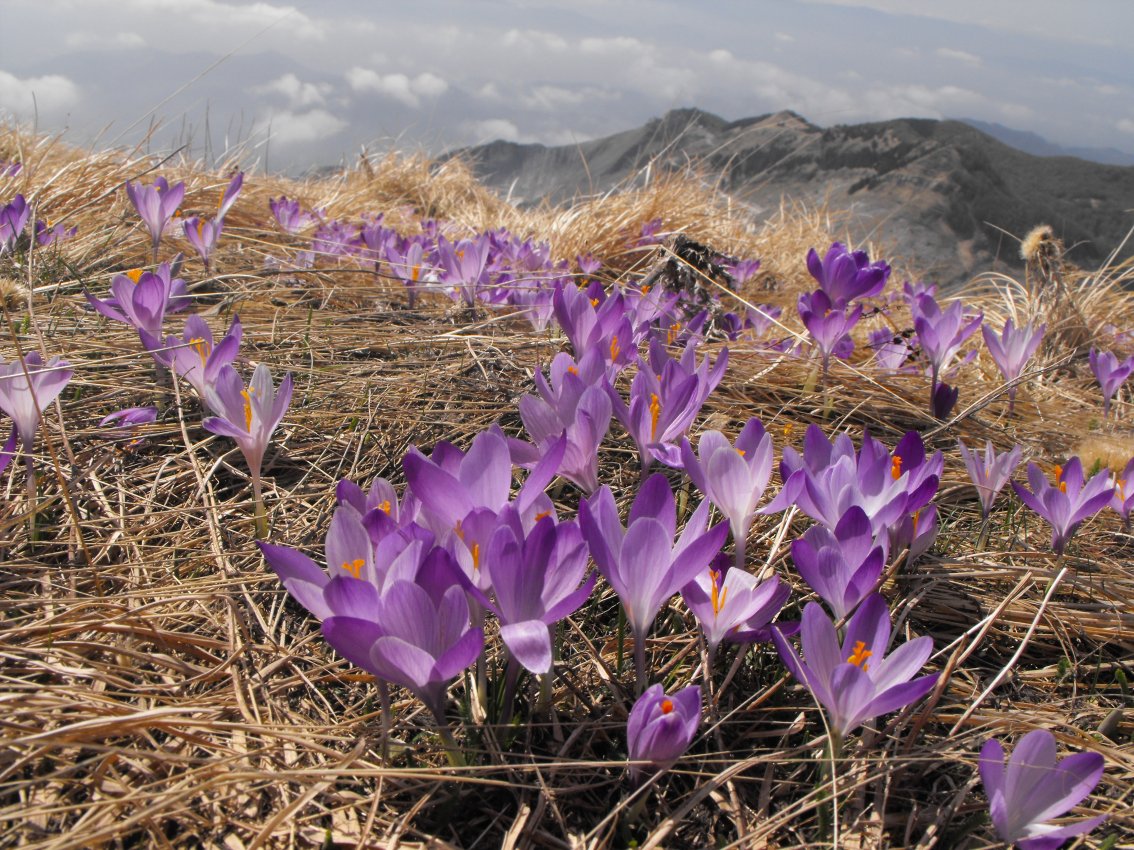 Crocus vernus subsp. vernus.