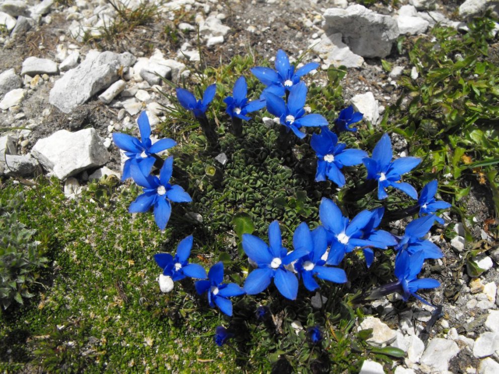 Dolomiti - Gentiana terglouensis