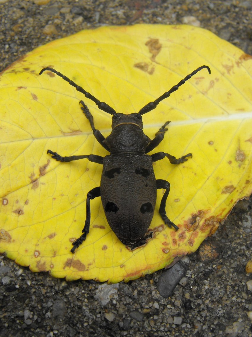 Herophila tristis tristis