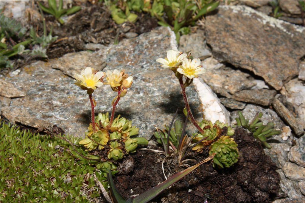 Saxifraga exarata s.l.