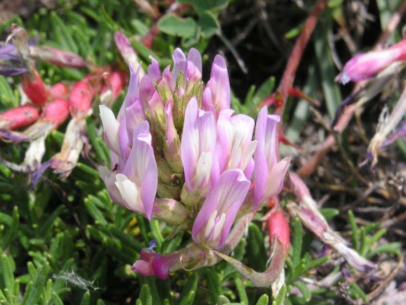 Astragalus monspessulanus